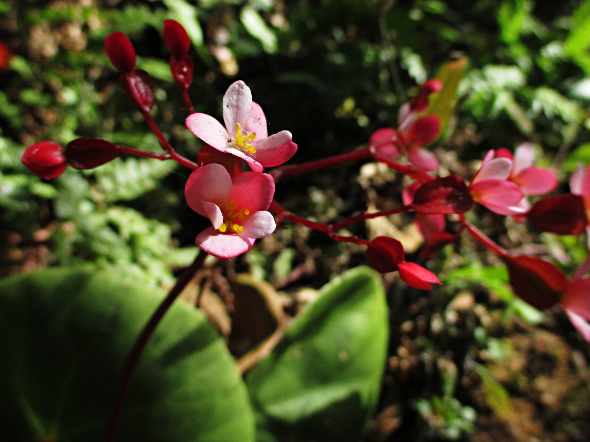 Begonia albococcinea eFlora of India